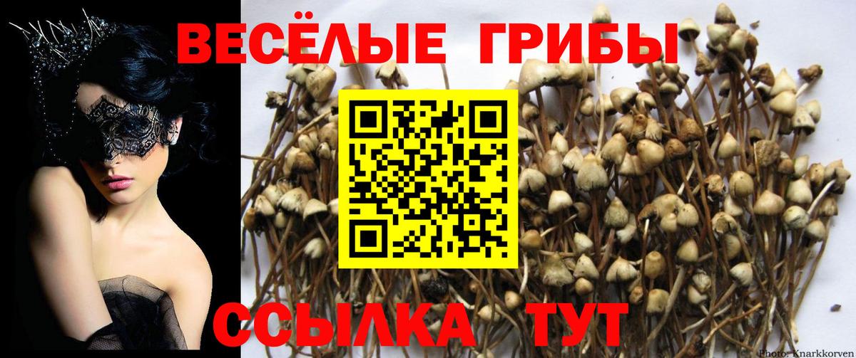 Псилоцибиновые грибы прущие грибы Отрадное